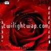 Red rose